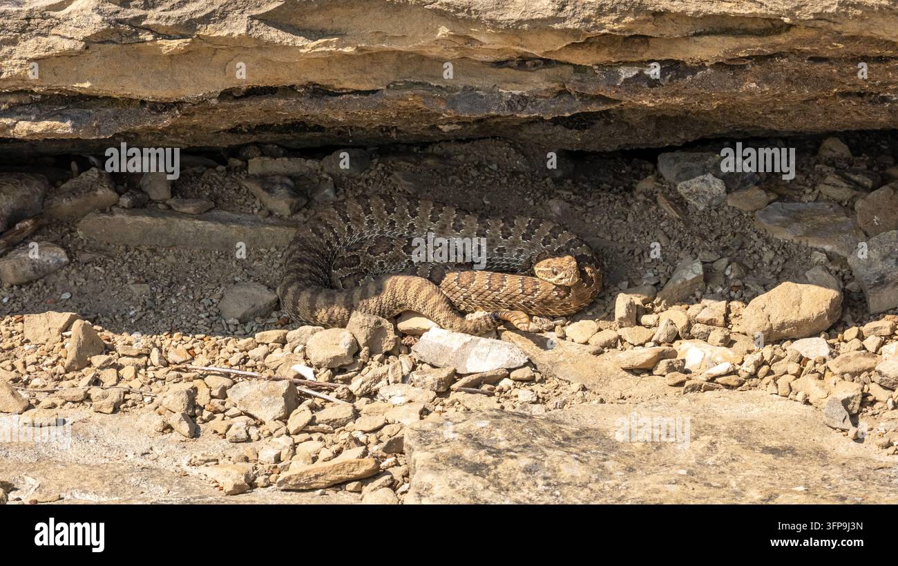 Vipera delle praterie (Crotalus viridis) avvolta sotto una sporgenza rocciosa con contesto paesaggistico delle Badlands, Parco nazionale Theodore Roosevelt, North Dakota. Foto Stock