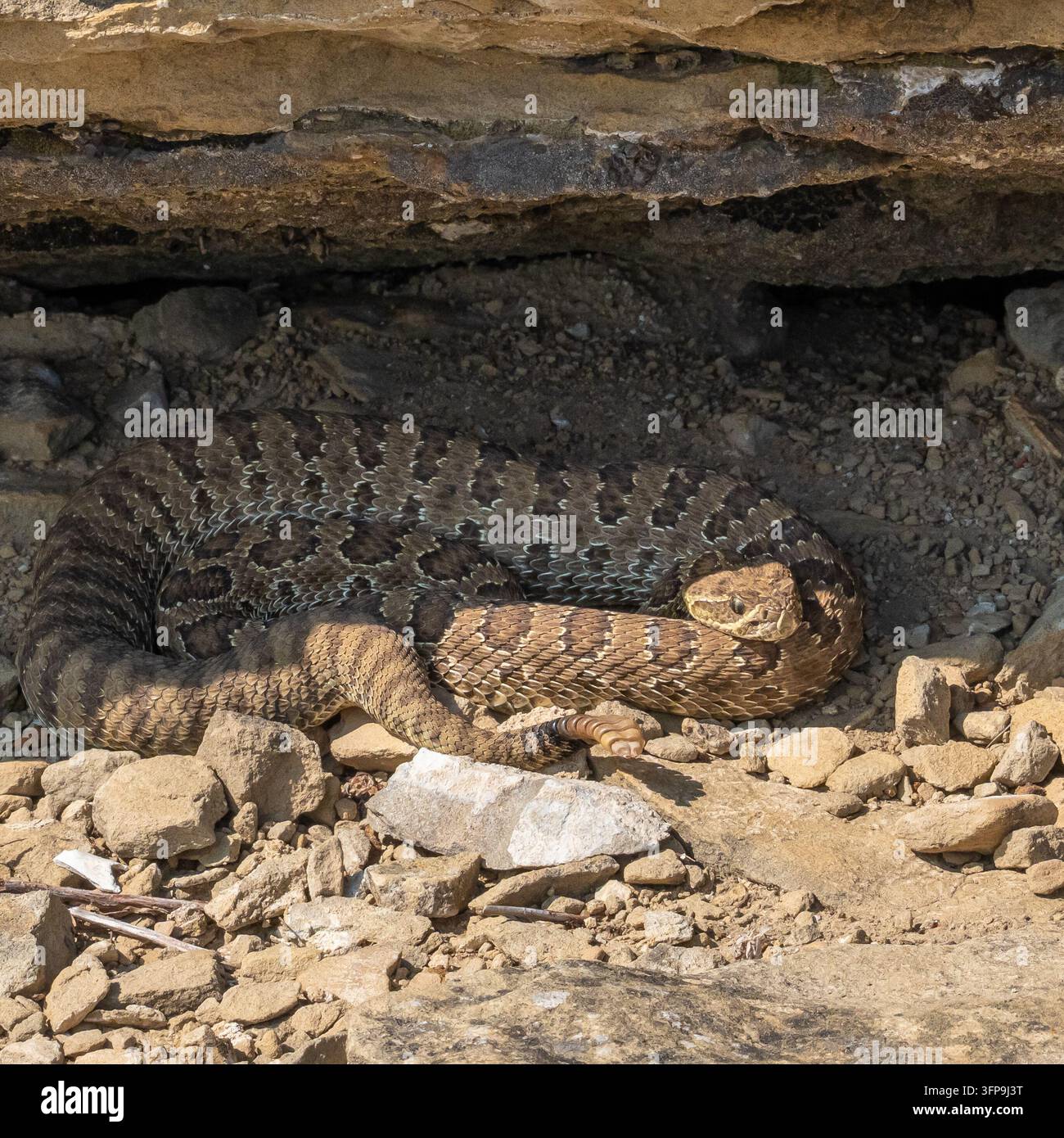 Ritaglio quadrato di una vipera della prateria (Crotalus viridis) avvolta sotto una sporgenza rocciosa con la coda a sonagli visibile, Parco nazionale Theodore Roosevelt, North Dakota Foto Stock