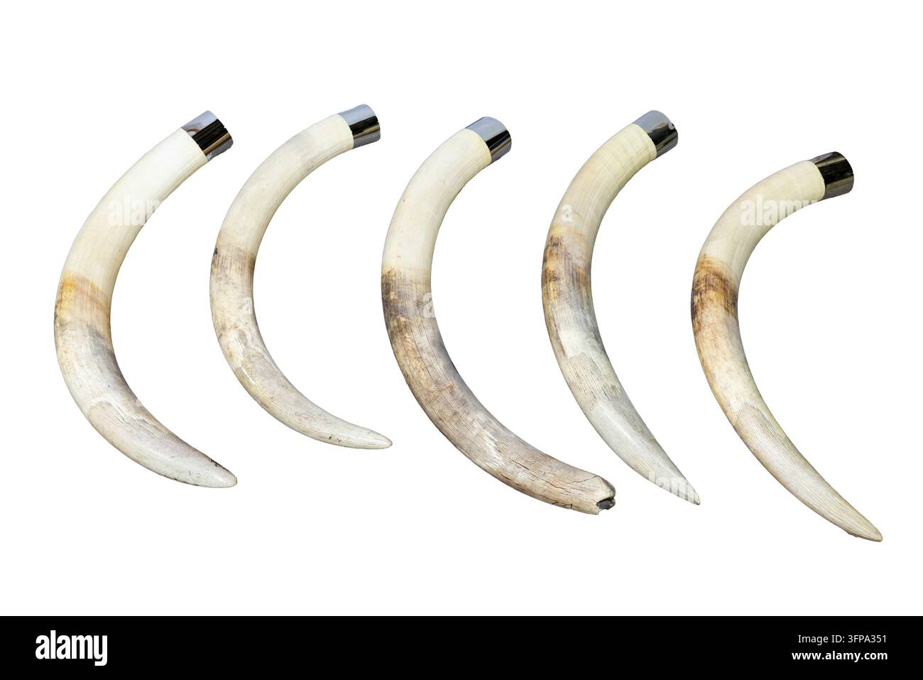Quattro zanne d'avorio di elefante curve con cappucci metallici che illustrano il commercio illegale di fauna selvatica, il bracconaggio, il contrabbando e il traffico di animali di contrabbando. Foto Stock
