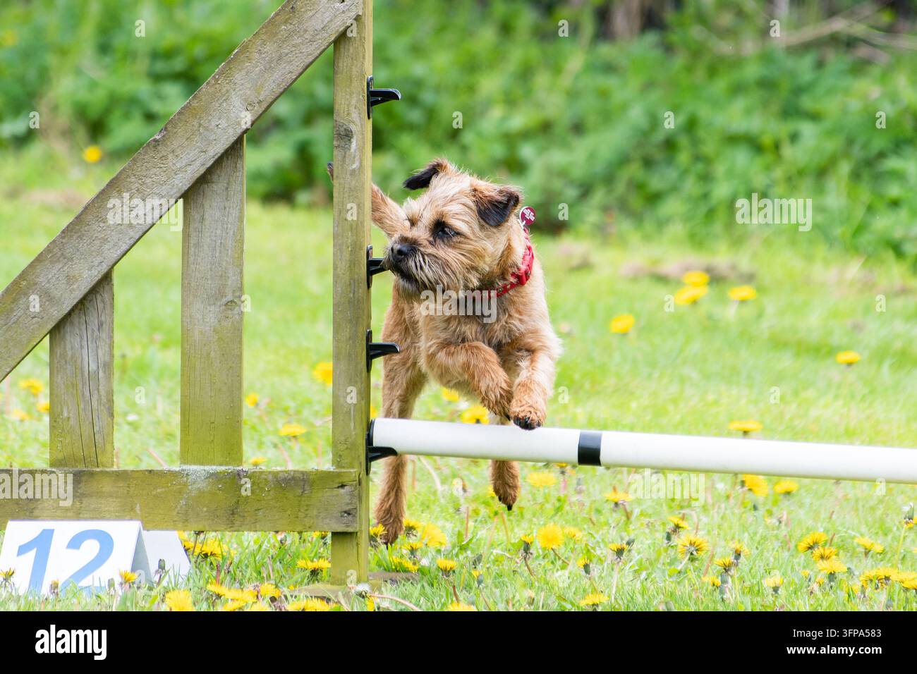 Un cane Border Terrier si trova sull'erba nel Leicestershire durante una giornata nuvolosa. Foto Stock
