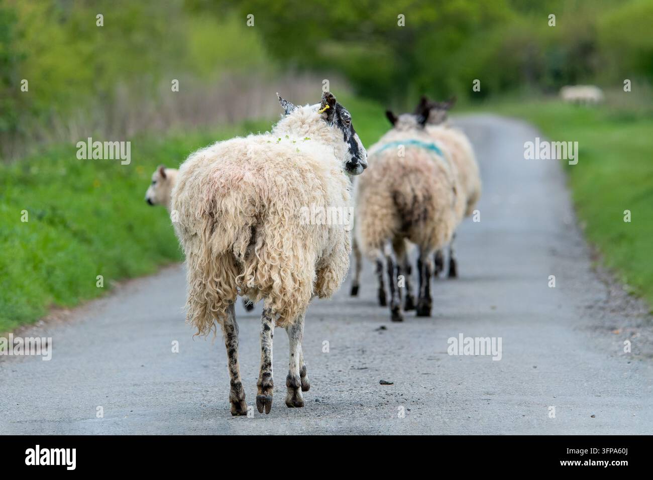 Tre pecore che si allontanano su una strada rurale nel Leicestershire. Foto Stock