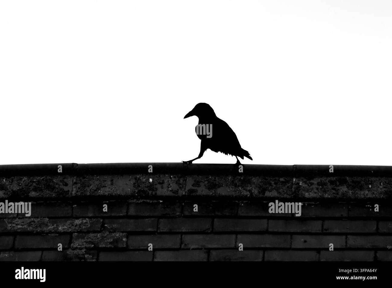 Silhouette di un corvo comune (Corvus corone) che cammina su un muro di mattoni nel Leicestershire. Foto Stock