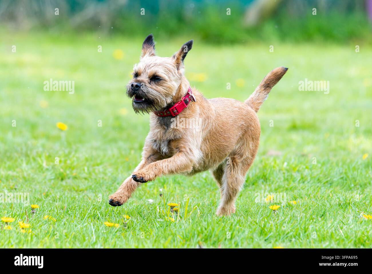Cane Border terrier che corre su un campo erboso nel Leicestershire con alcuni fiori gialli Foto Stock