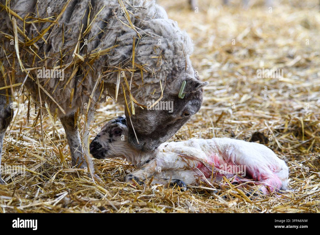 Pece che accarezza il suo agnello neonato su letti di paglia in un ambiente rurale a Leicestershire. Foto Stock