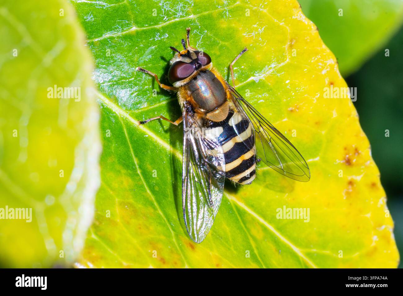 Una mosca volante della specie Syrphus che riposa su una foglia verde e gialla nel Leicestershire. Foto Stock