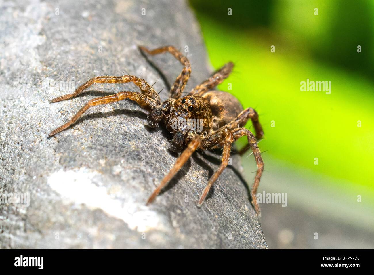 Un ragno della specie Pardosa su una superficie grigia con sfondo verde sfocato nel Leicestershire. Foto Stock