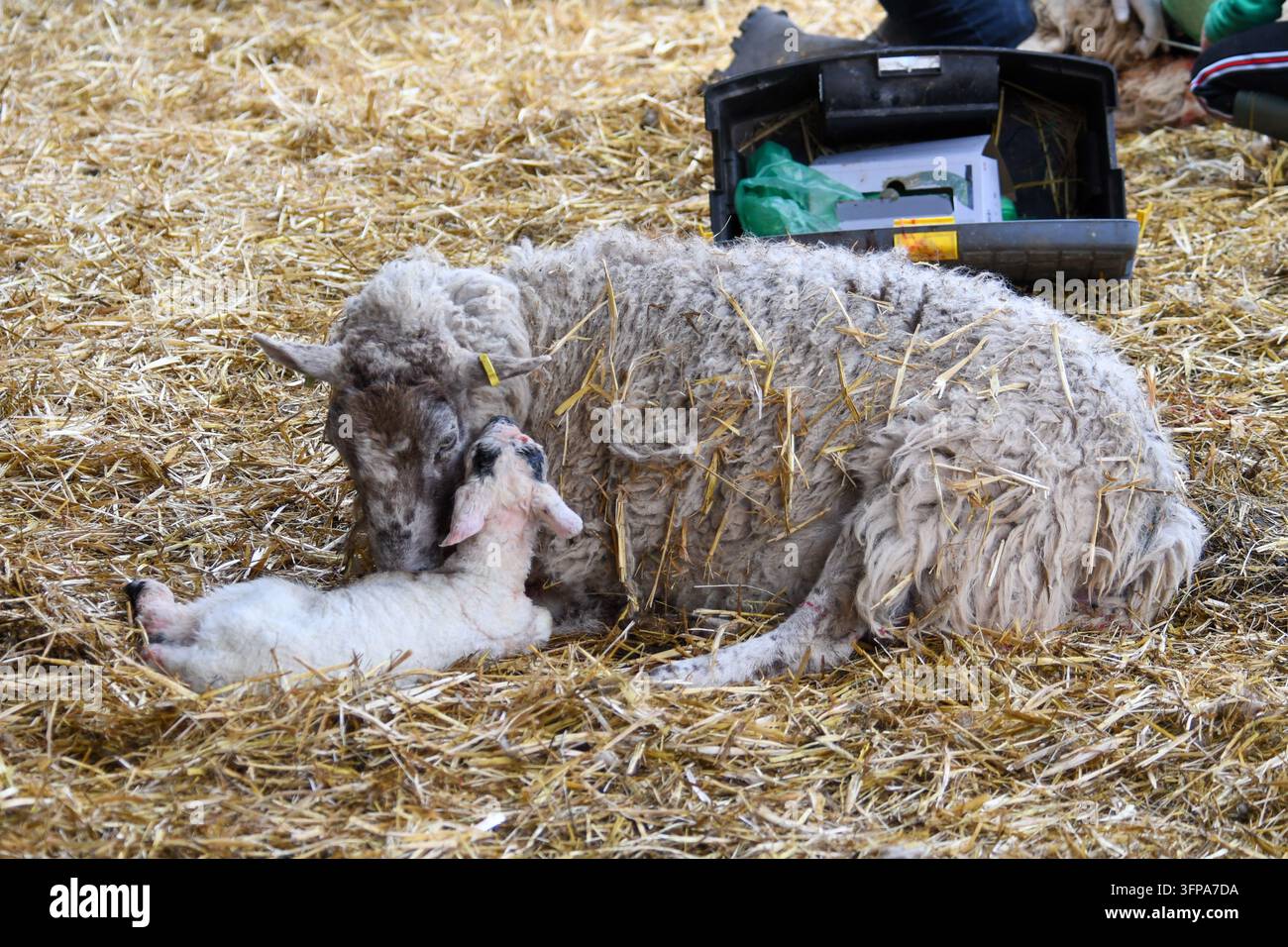 Una pecora giace su paglia accanto a un agnello neonato nel Leicestershire. Foto Stock