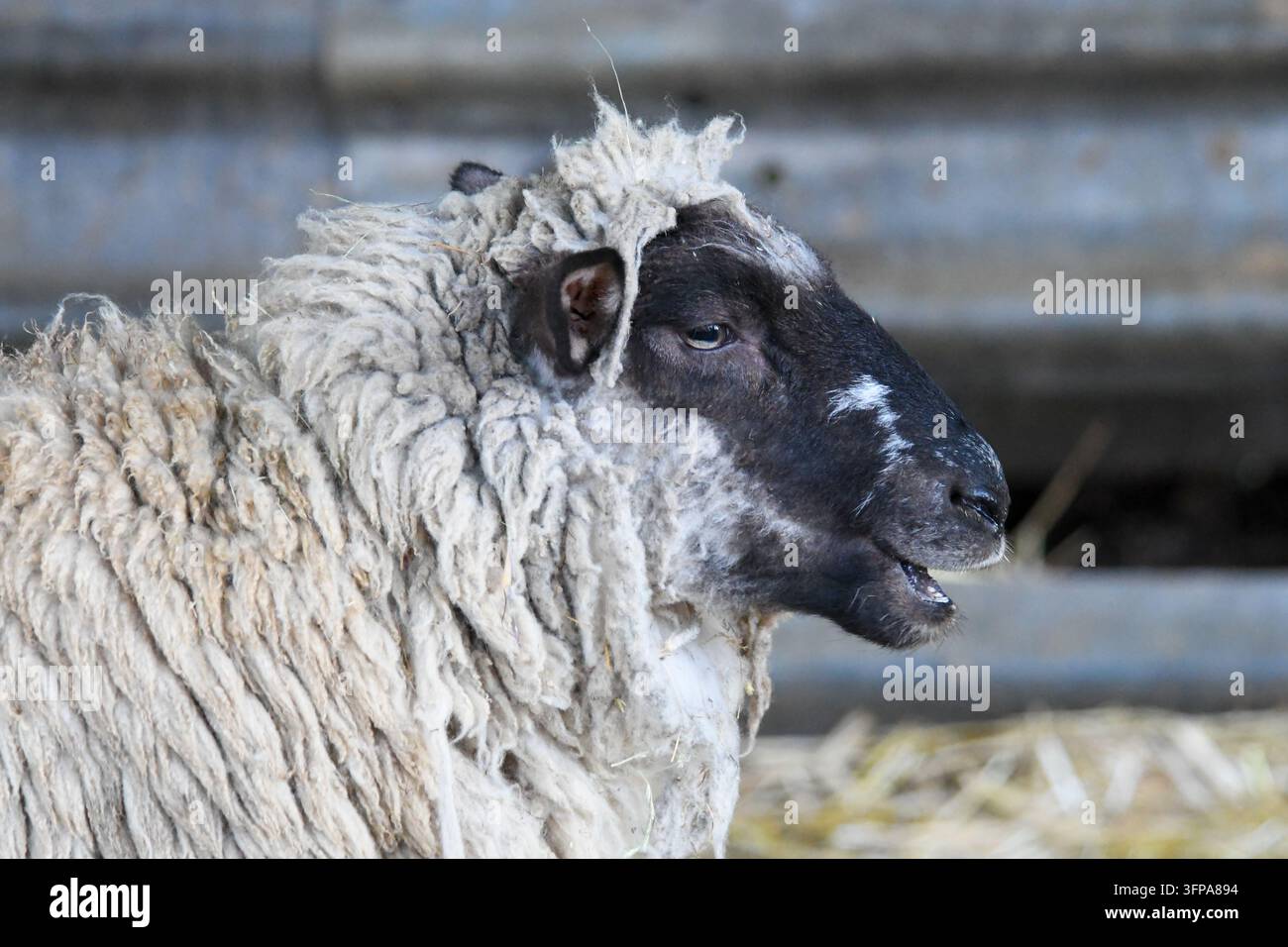 Pece con pelo lanoso all'interno di un fienile nel Leicestershire. Foto Stock