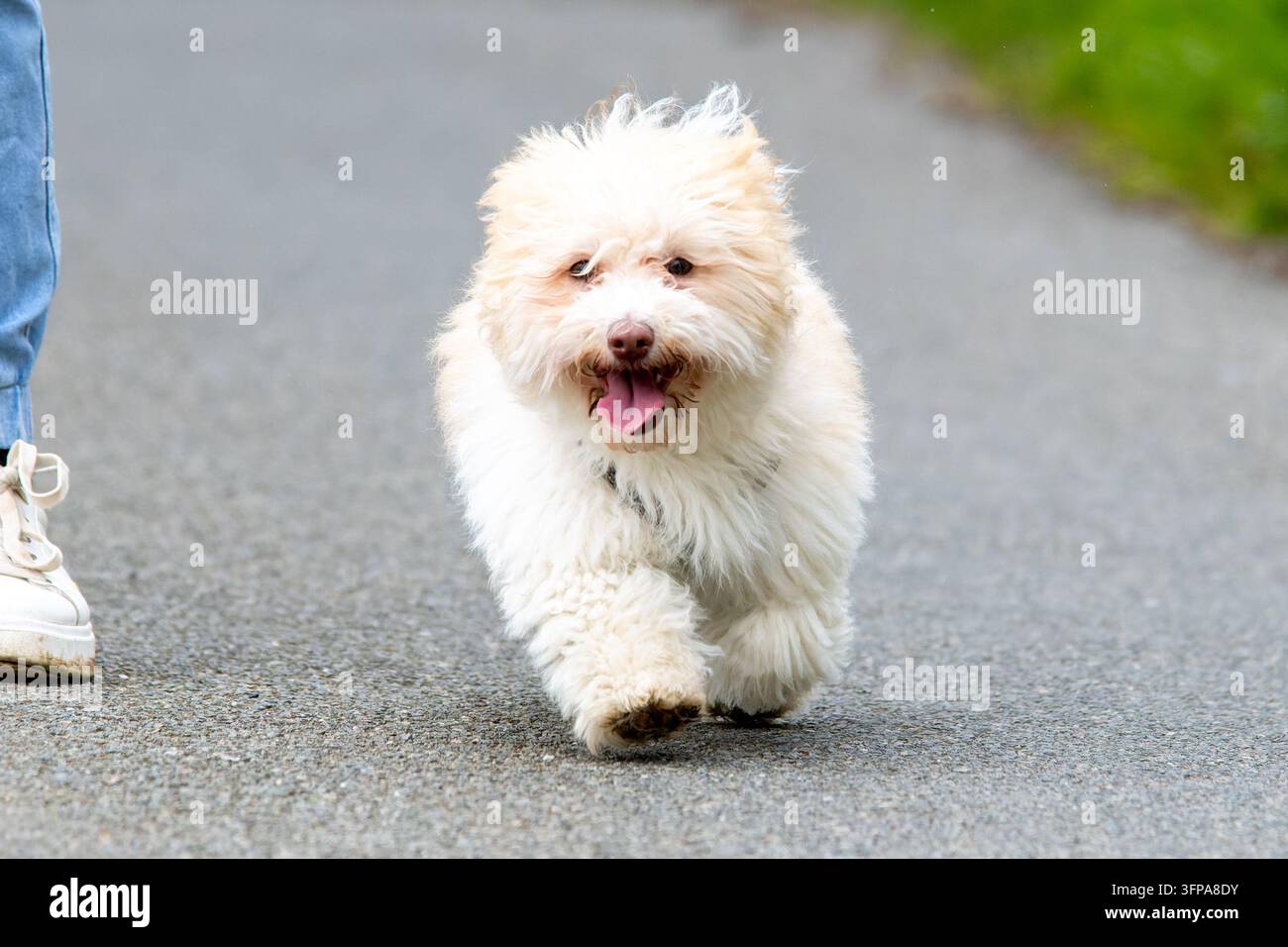Piccolo cane bianco e soffice che cammina su un sentiero lastricato nel Leicestershire. Foto Stock