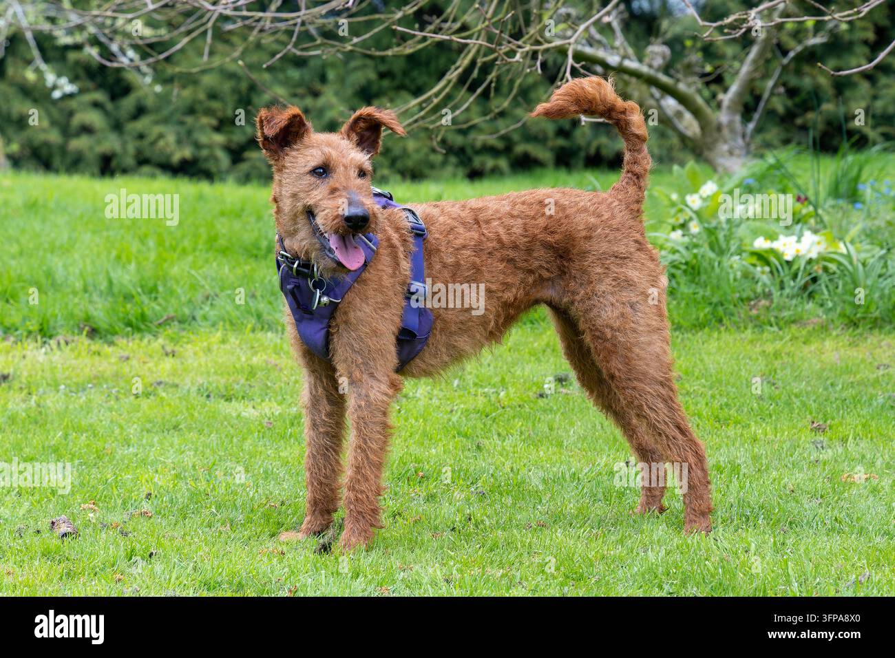 Terrier irlandese con imbracatura in piedi sull'erba nel Leicestershire. Foto Stock
