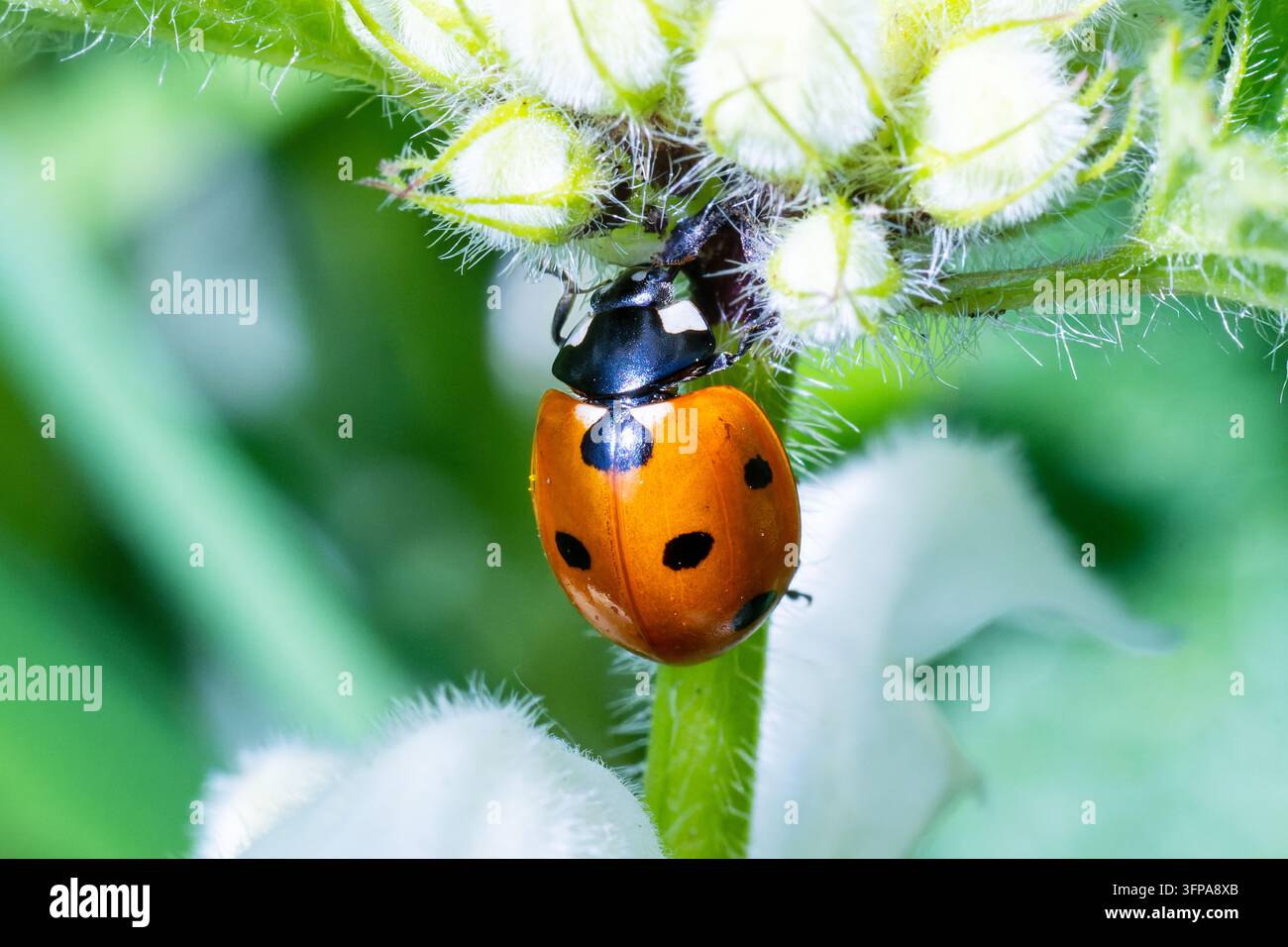 Coccinella a sette punti (Coccinella septempunctata) su un fiore nel Leicestershire Foto Stock