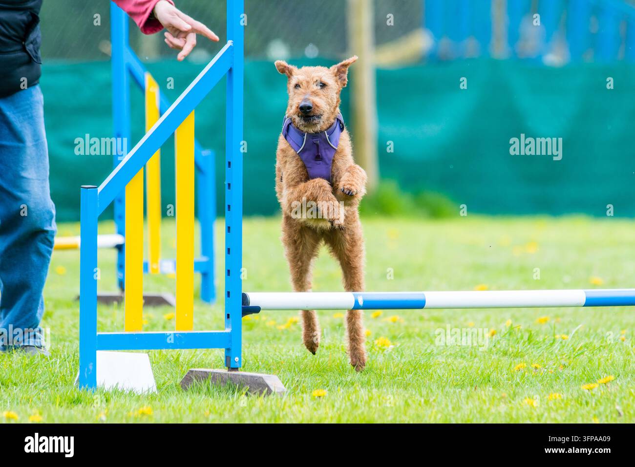 Cane Irish Terrier che salta sopra un ostacolo di agilità nel Leicestershire con un addestratore nelle vicinanze. Foto Stock