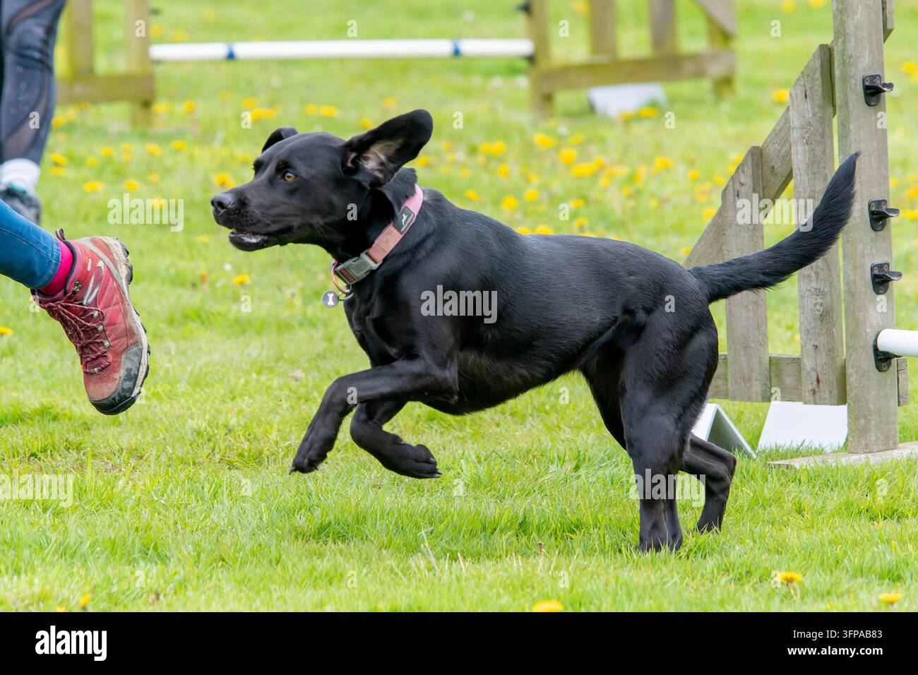 Cane Labrador nero che corre sull'erba in un campo del Leicestershire con una persona nelle vicinanze Foto Stock