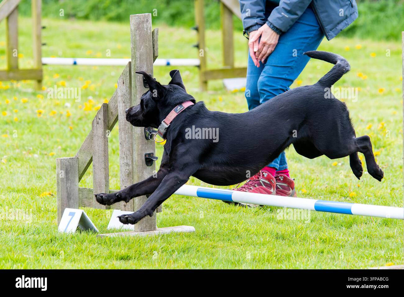 Cane Labrador nero che salta sopra un ostacolo di agilità sull'erba nel Leicestershire Foto Stock