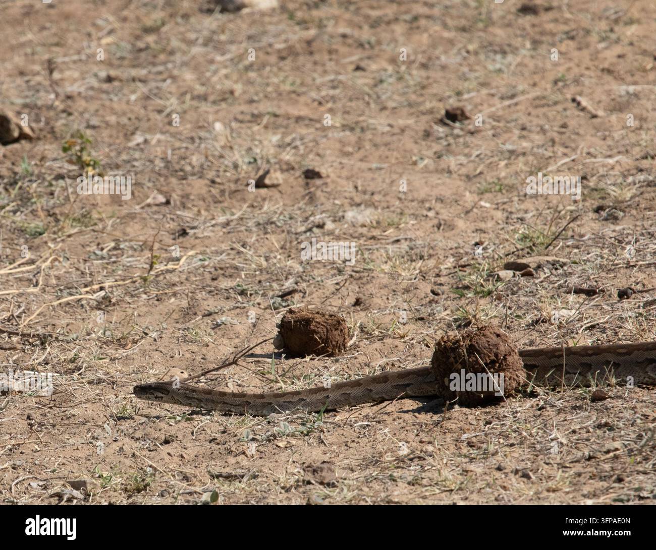 Vista di un serpente che striscia attraverso il terreno secco e sabbioso del delta dell'Okavango, distretto nordoccidentale, Botswana. Foto Stock