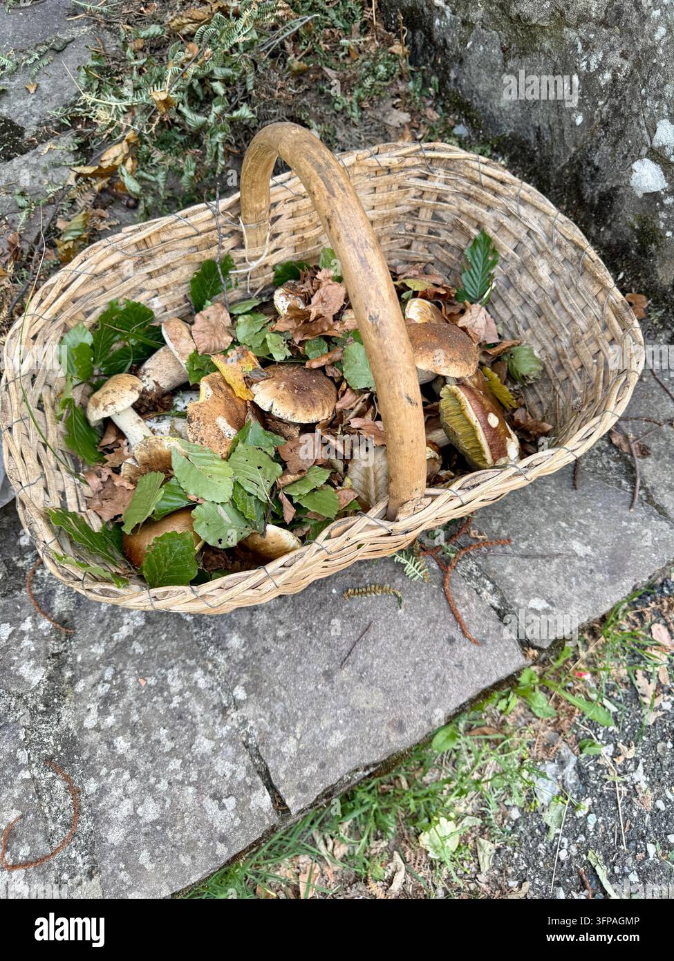 Cesto di vimini pieno di funghi selvatici assortiti raccolti durante la raccolta autunnale, circondato da foglie cadute e vegetazione boschiva. Foto Stock