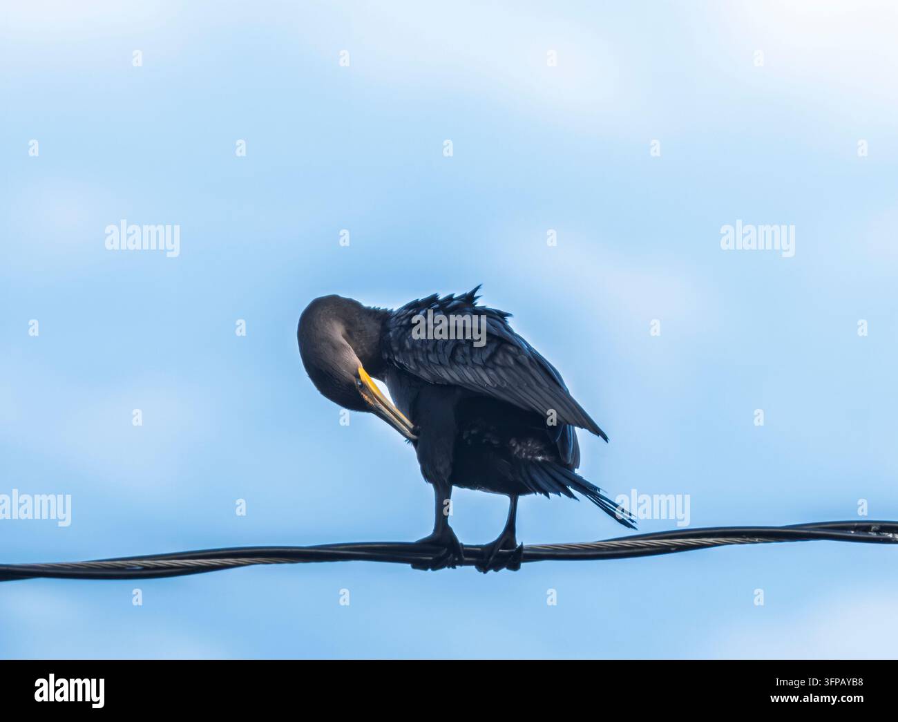Cormorano dal doppio ciuffo che si liscia su un filo Foto Stock