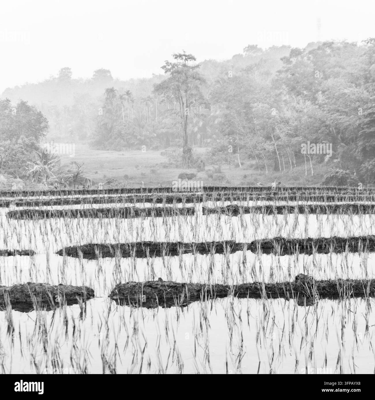 Luce mattutina di bellezza alba ai campi di riso in Asia, Bella vista mattutina in Indonesia, paesaggio panoramico di campi di riso con catene montuose e cl Foto Stock