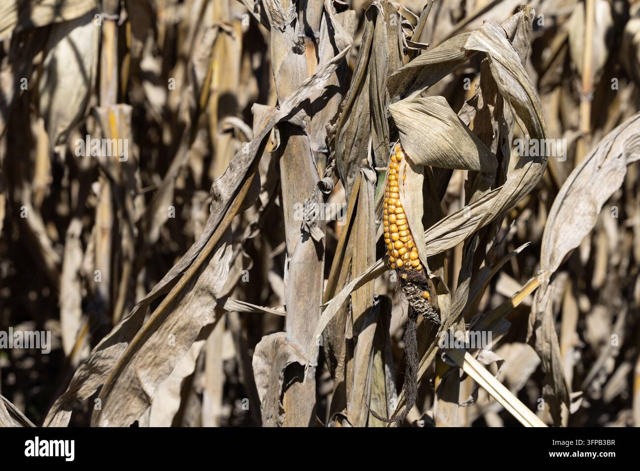 Un orecchio di mais allungato con chicchi gialli esposti e chicchi mancanti vicino alla punta pende tra foglie secche arricciate nel Kansas orientale. Foto Stock