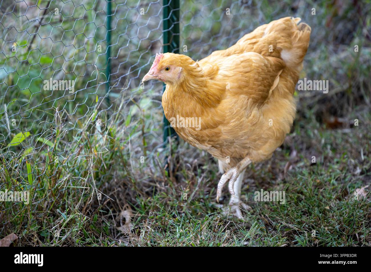 Una gallina domestica color fulvo si trova su terreno erboso accanto a recinzioni di rete per polli in un recinto all'aperto. Foto Stock