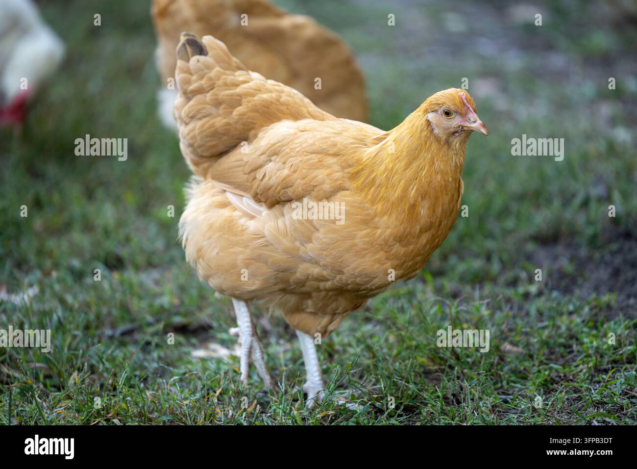 Una gallina Buff Orpington si trova nell'erba con altre galline leggermente sfocate sullo sfondo. Foto Stock