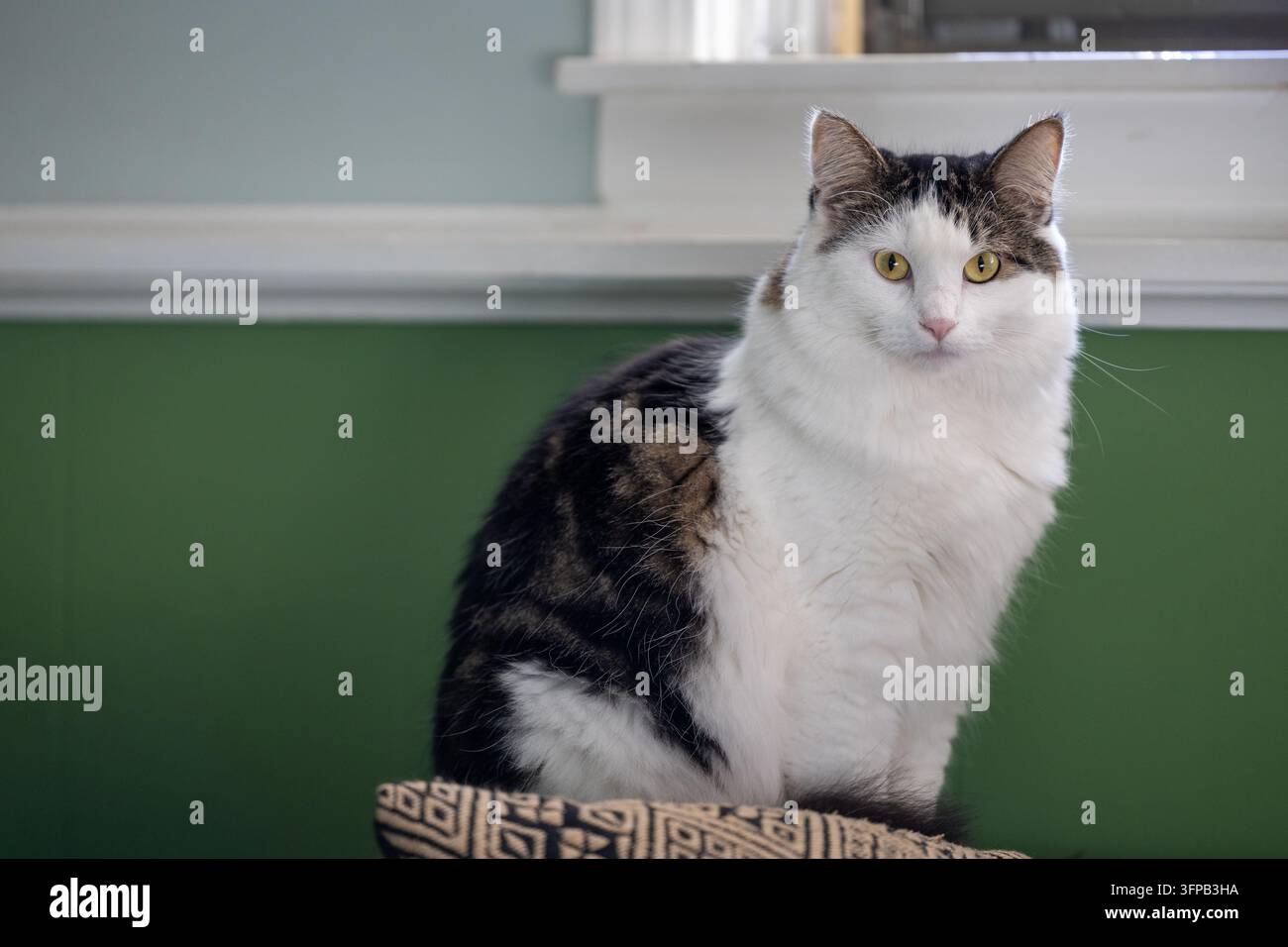 Un gatto domestico a pelo lungo tigrato e bianco è seduto accanto a una finestra, guardando verso la fotocamera contro un muro interno verde. Foto Stock