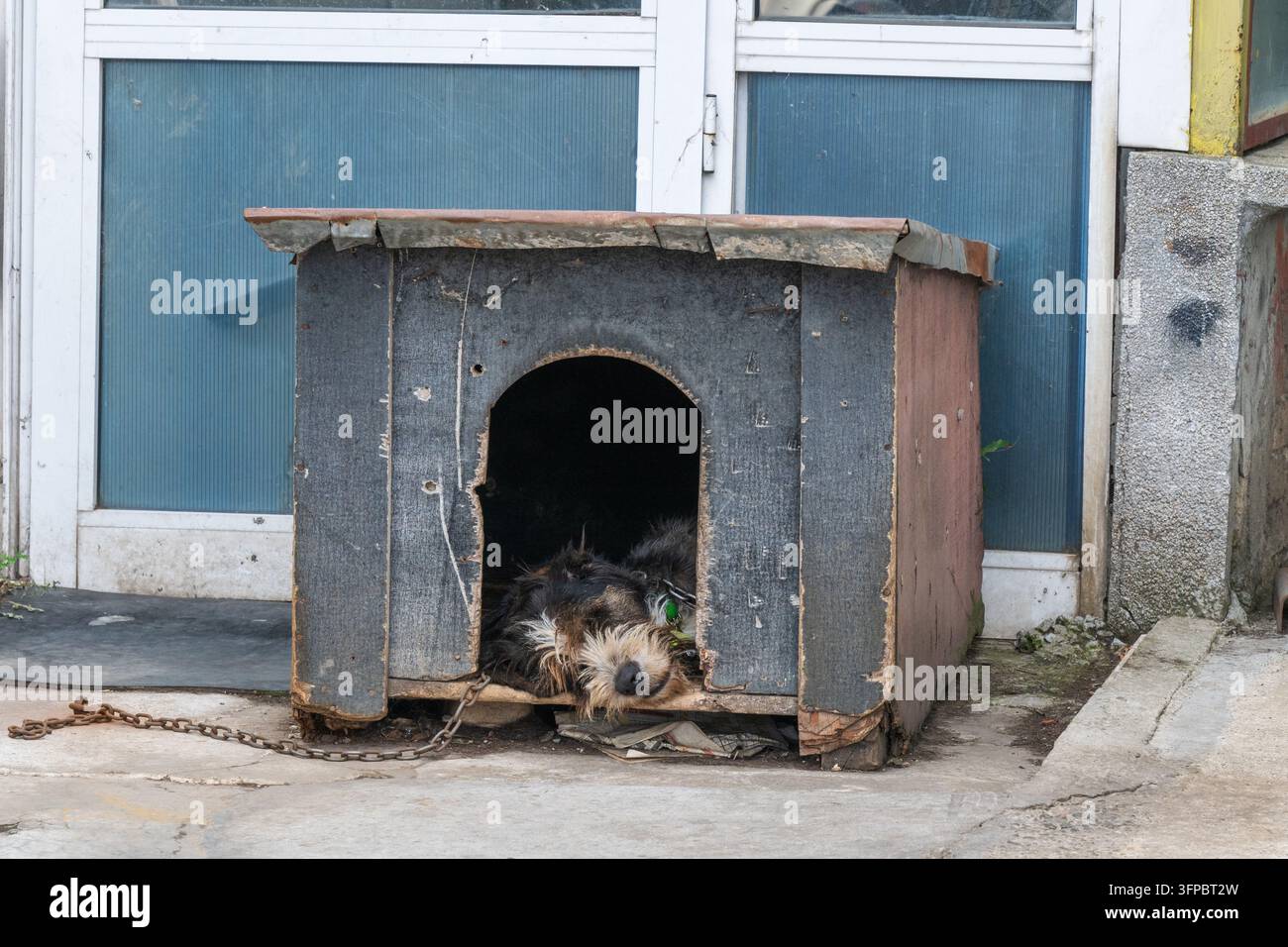 Un cane da guardia spelacchiato e di razza mista appoggia la testa sulla soglia di una vecchia cuccia di legno consumata, mentre è legato a una catena di metallo all'esterno di un edificio Foto Stock
