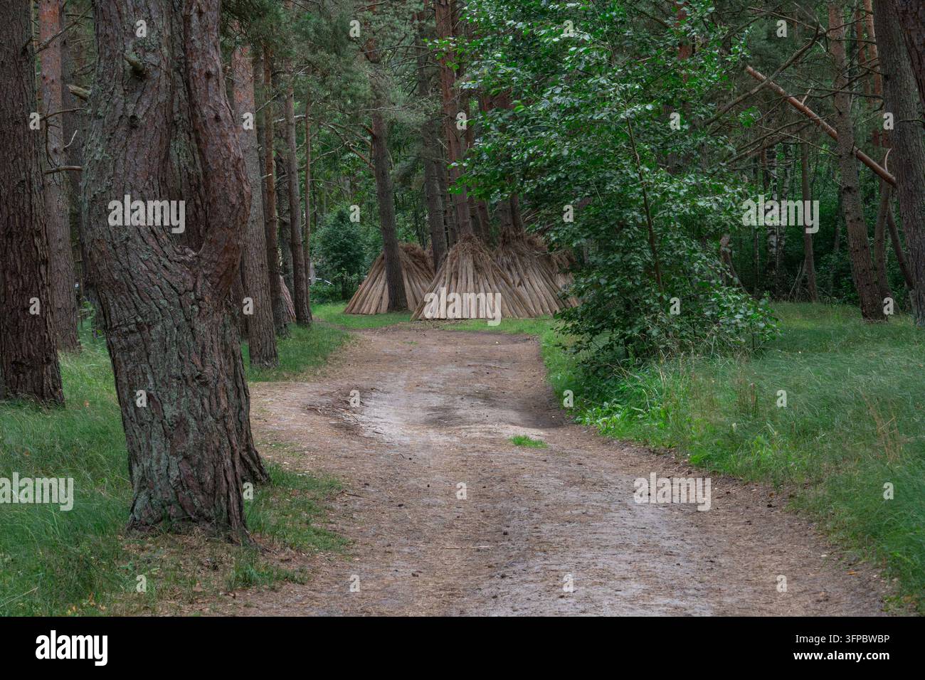 Sentiero sterrato attraverso una foresta di pini verde in estate Foto Stock