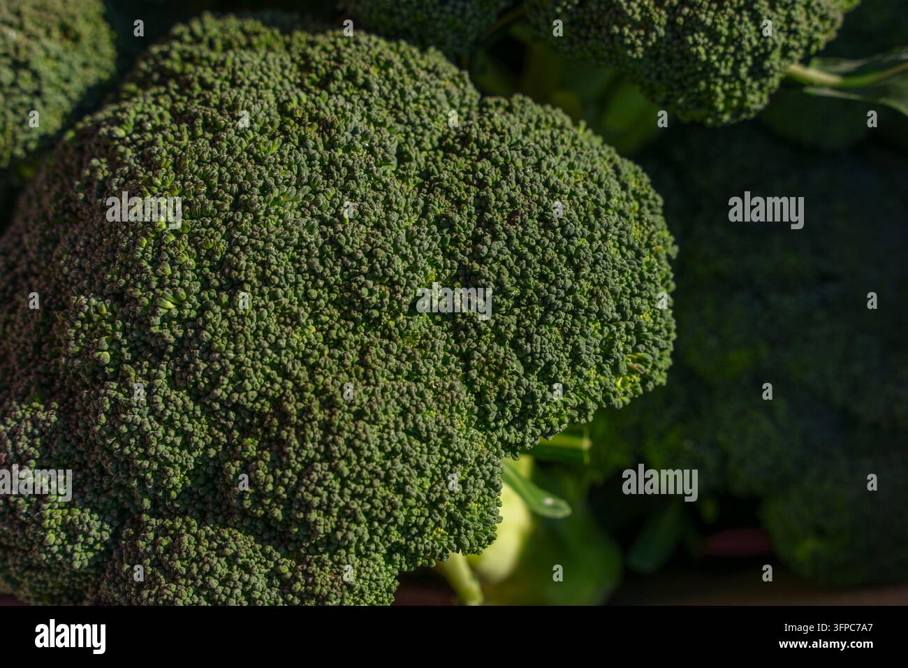 Vista ravvicinata di teste di broccoli verdi freschi in un mercato autunnale. Vendita al dettaglio di ortaggi stagionali, alimentazione biologica Foto Stock