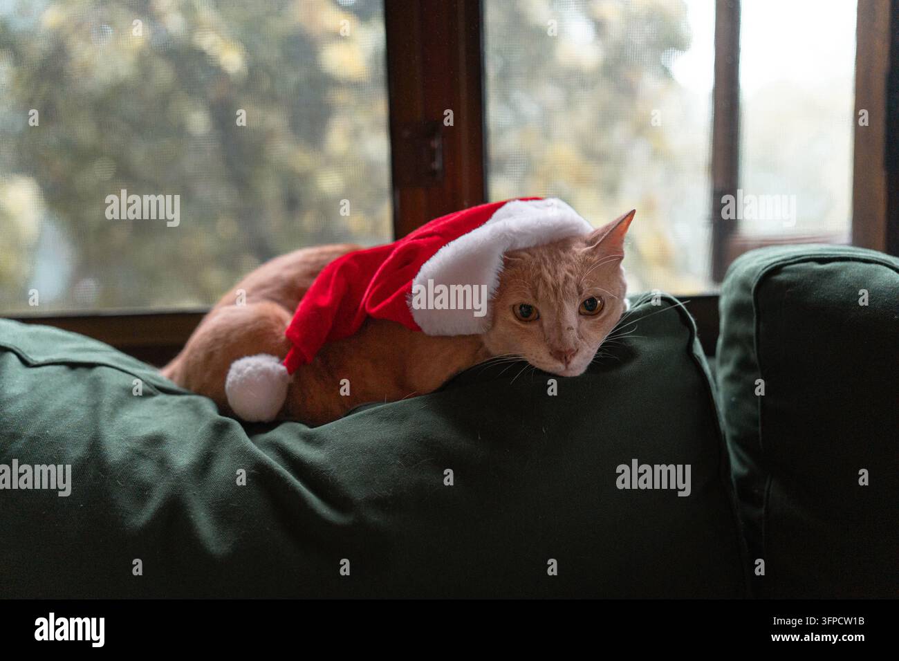 Gatto zenzero con cappello da Babbo Natale che sbircia sopra il divano Foto Stock