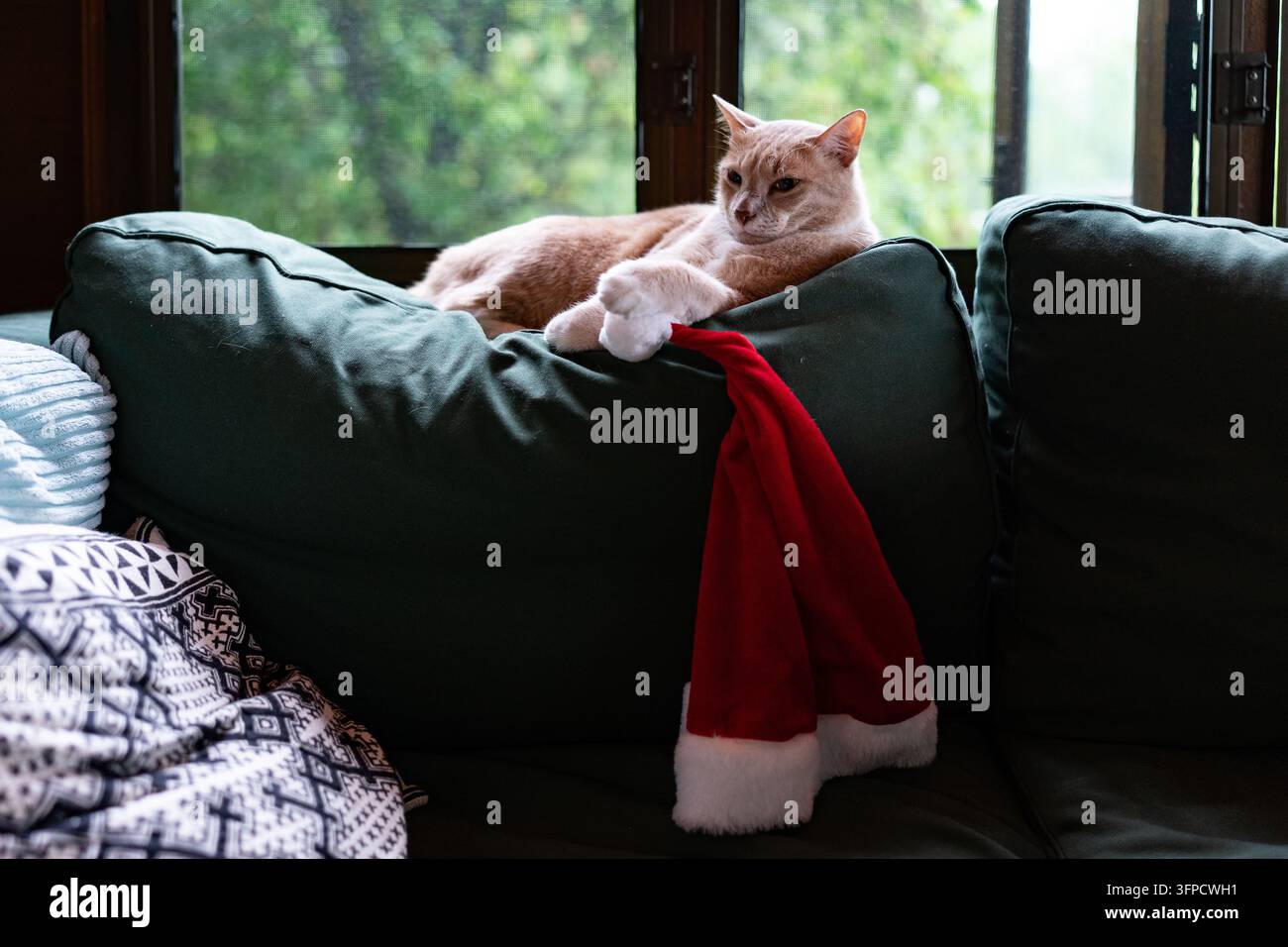 Gatto brontolone che lancia un'occhiata di traverso al cappello di Babbo Natale sul divano Foto Stock