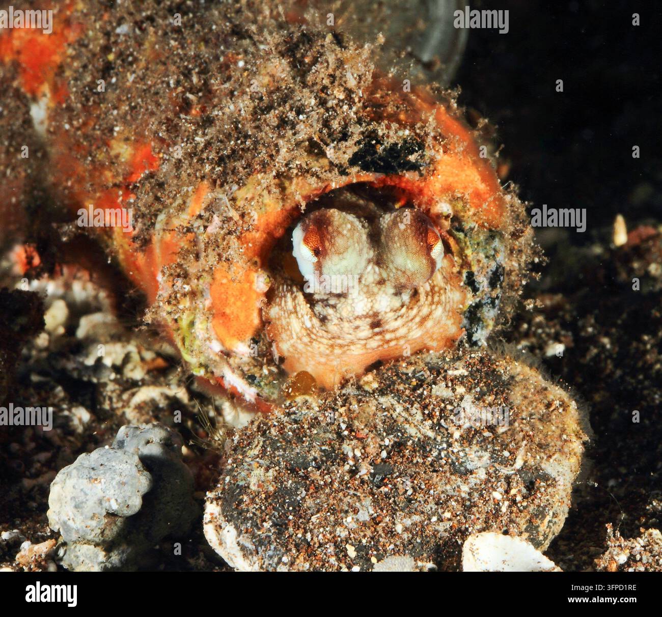 Piccolo polpo che si nasconde in una casa tubolare artificiale sott'acqua, macro Foto Stock