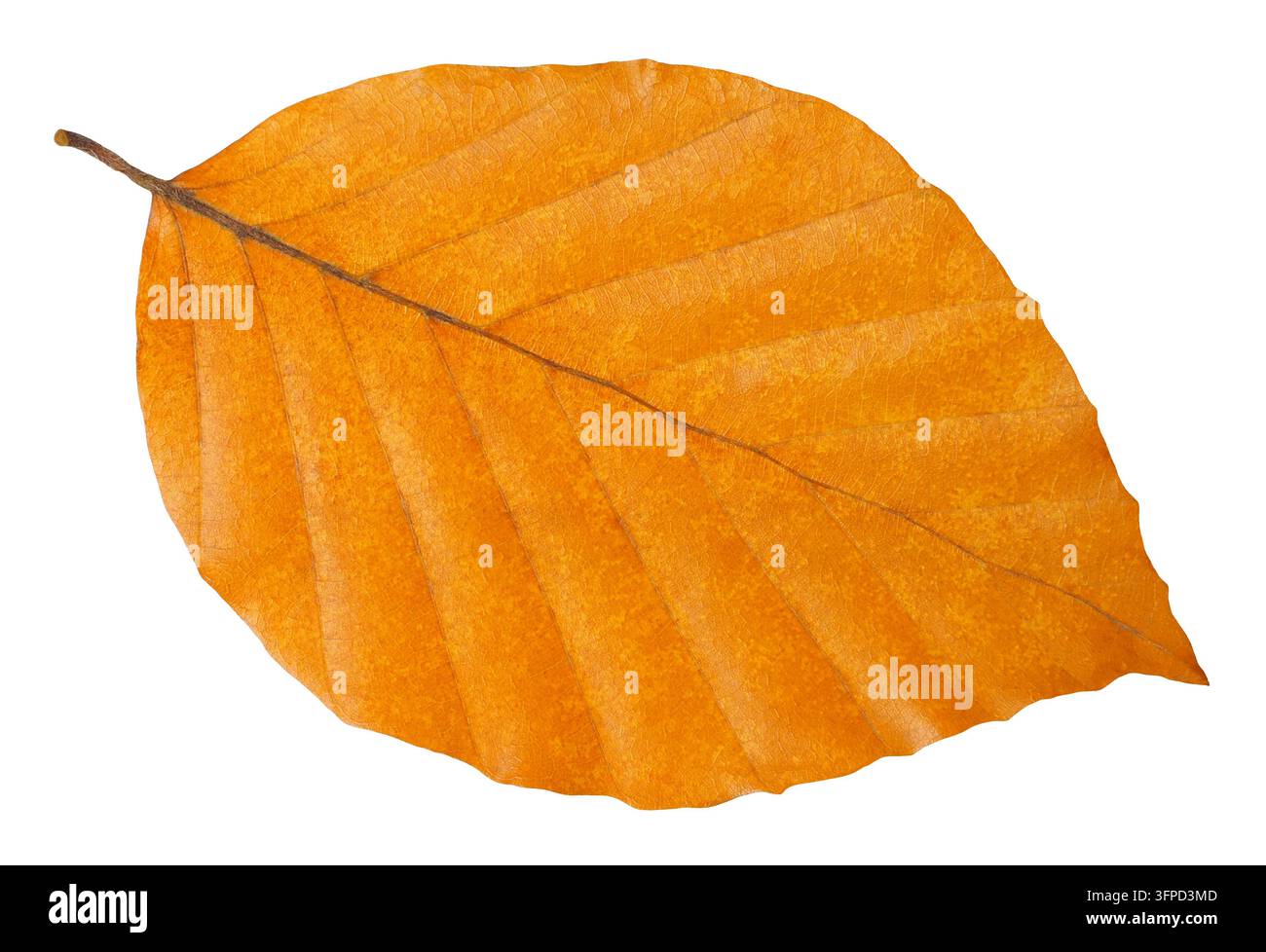 Singola foglia autunnale arancione su sfondo bianco Foto Stock