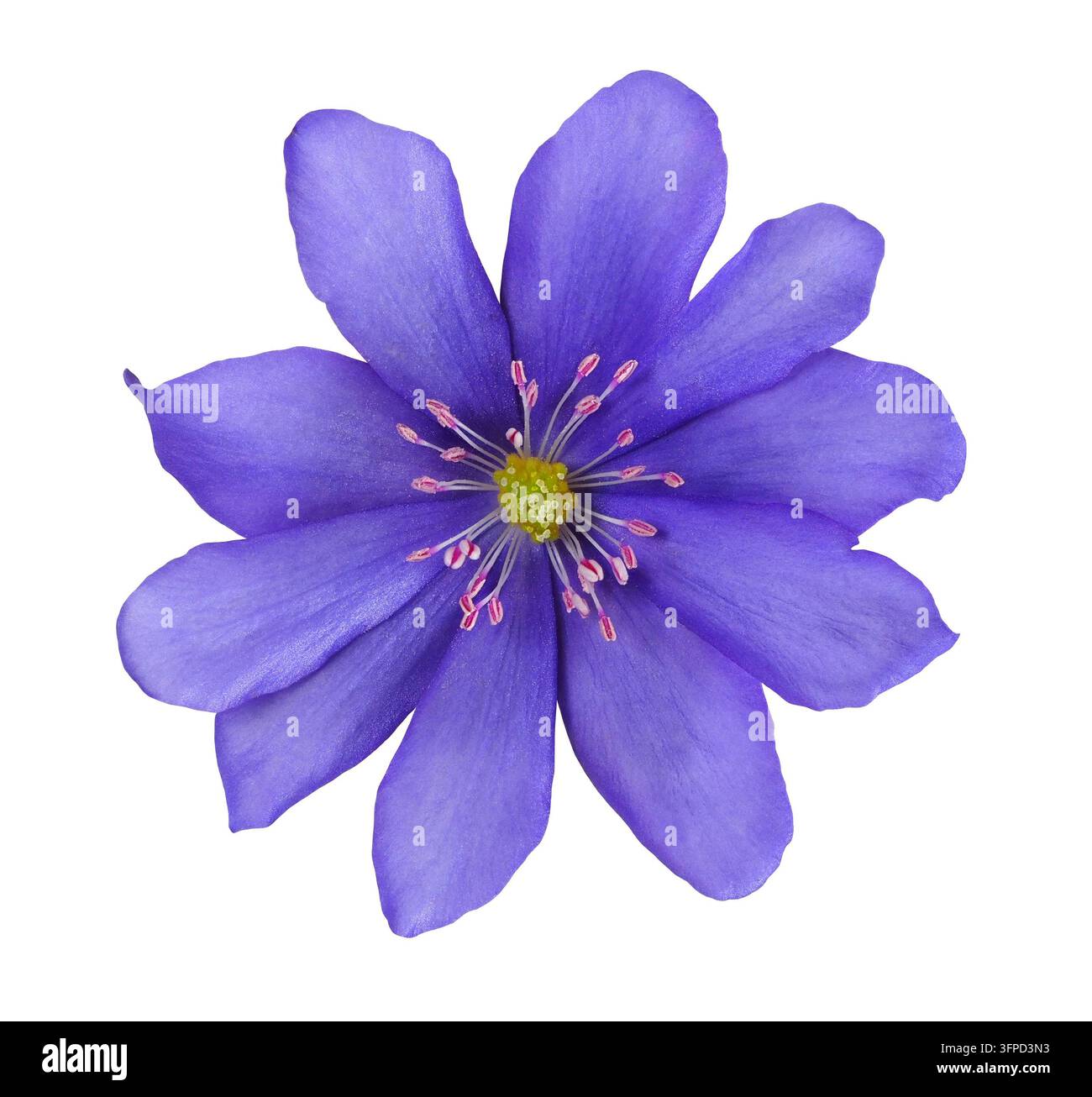 Fiore blu di anemone hepatica isolato su sfondo bianco Foto Stock