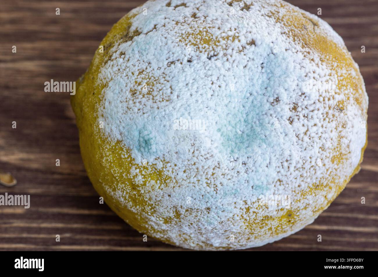 Prima vista di un limone ammuffito che mostra la texture della muffa bianca e blu-verde. Foto Stock