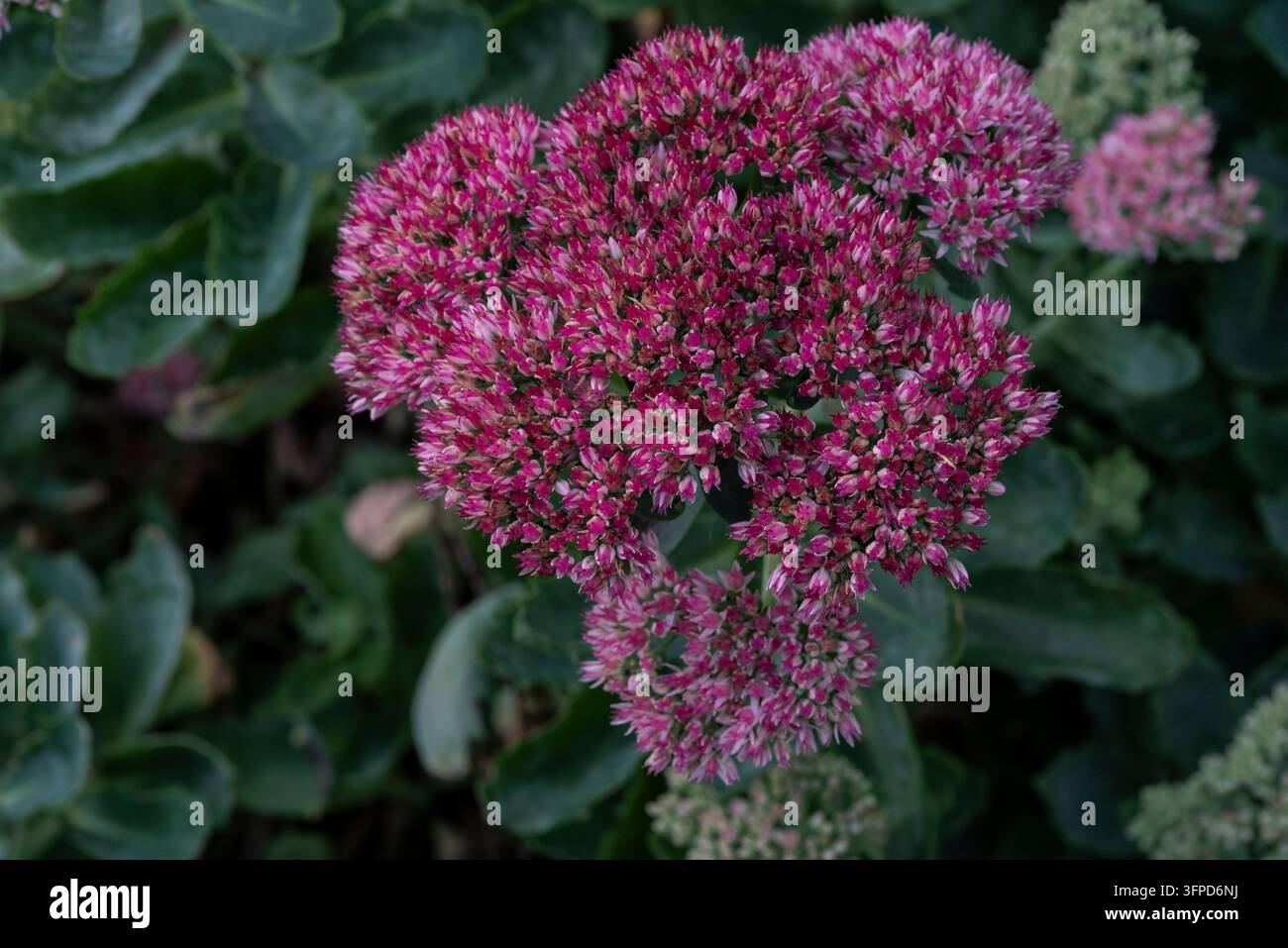 Hylotelephium spectabile, Crassulaceae, Orpice farfalla, Orpice brillante, pianta succulenta. Fiori autunnali rossi/rosa. Foto Stock