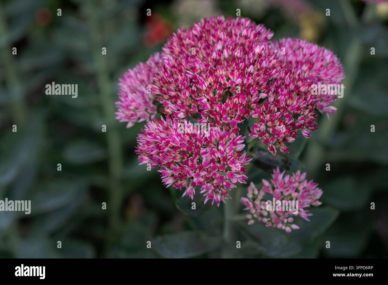 Hylotelephium spectabile, Crassulaceae, Orpice farfalla, Orpice brillante, pianta succulenta. Fiori autunnali rossi/rosa. Foto Stock