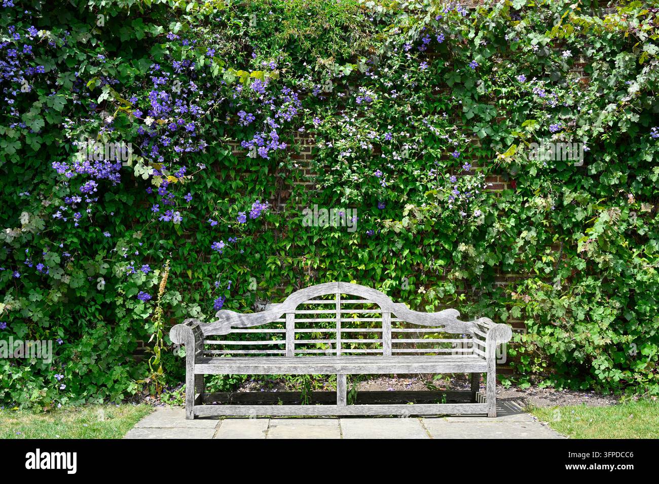 Panca in legno in stile Lutyens davanti a un muro di mattoni ricoperto di clematis blu Perle d'Azur, Sissinghurst Castle Garden, Regno Unito luglio Foto Stock