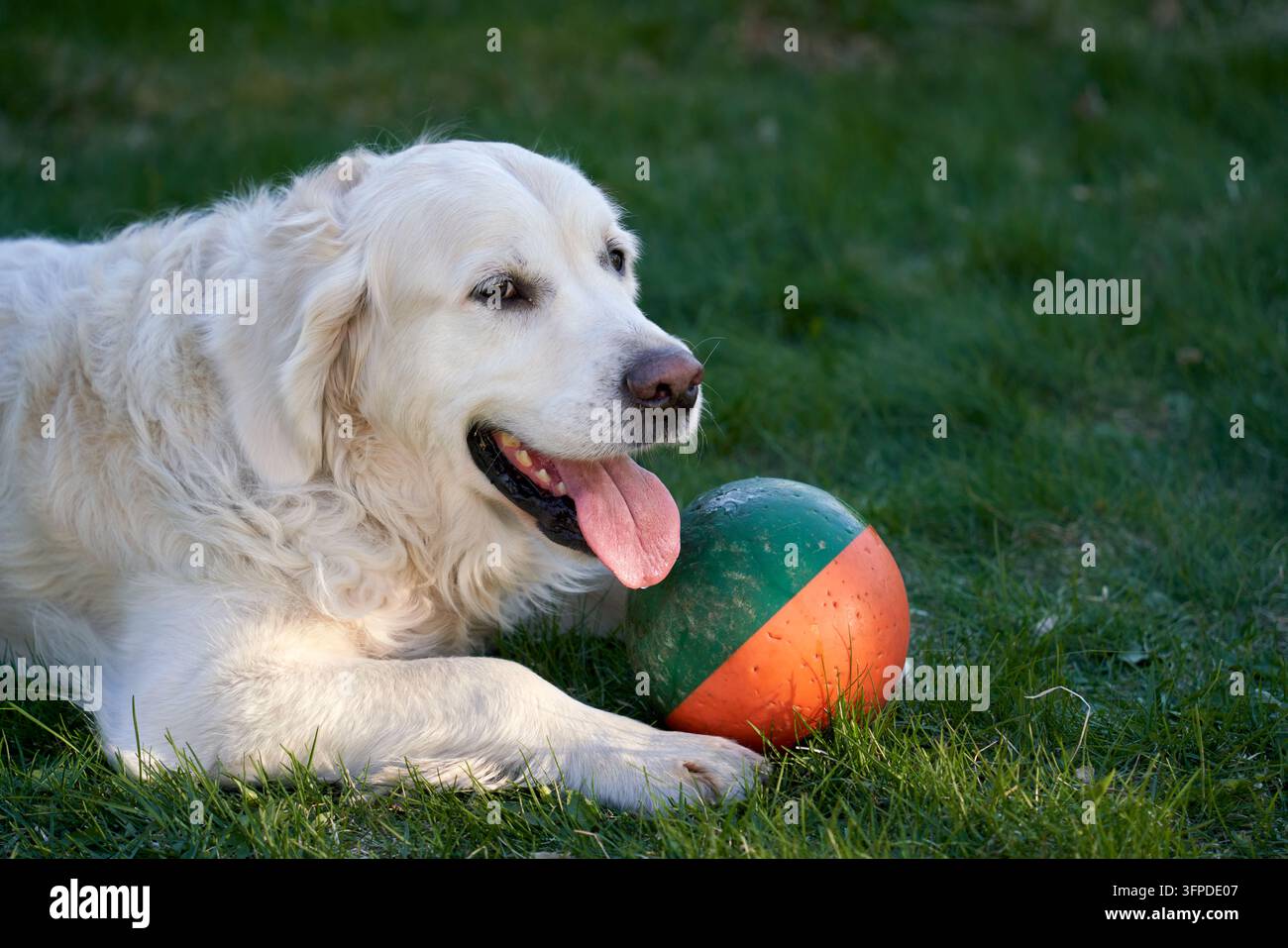 Questo soddisfatto cane maschio Golden Retriever bianco riposa su un'erba verde rigogliosa con il suo pallone colorato, godendosi una giornata soleggiata all'aperto. Foto Stock