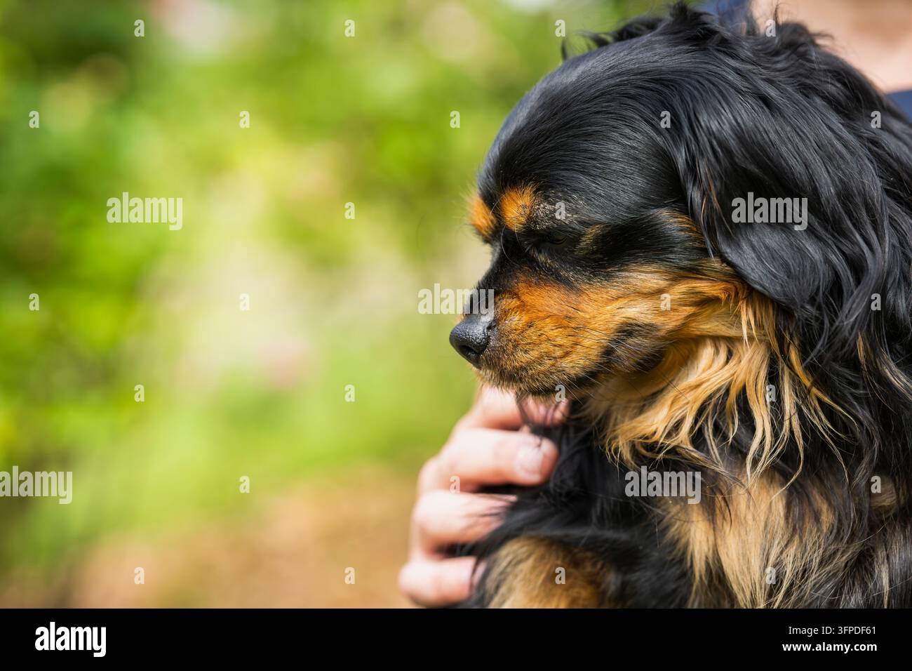 Cavalier King Charles Spaniel nero e fulvo con un mantello lungo e setoso e marcature fulve distintive, che riposa tranquillamente tra le braccia del suo proprietario. Foto Stock