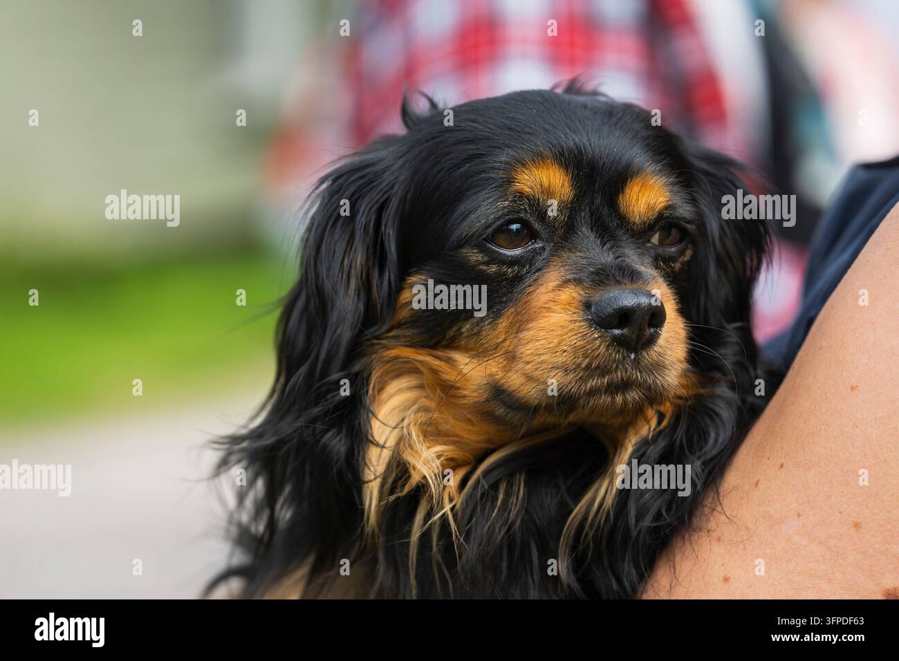 Cavalier King Charles Spaniel nero e fulvo con un mantello lungo e setoso, occhi scuri espressivi e marcature fulve distintive Foto Stock
