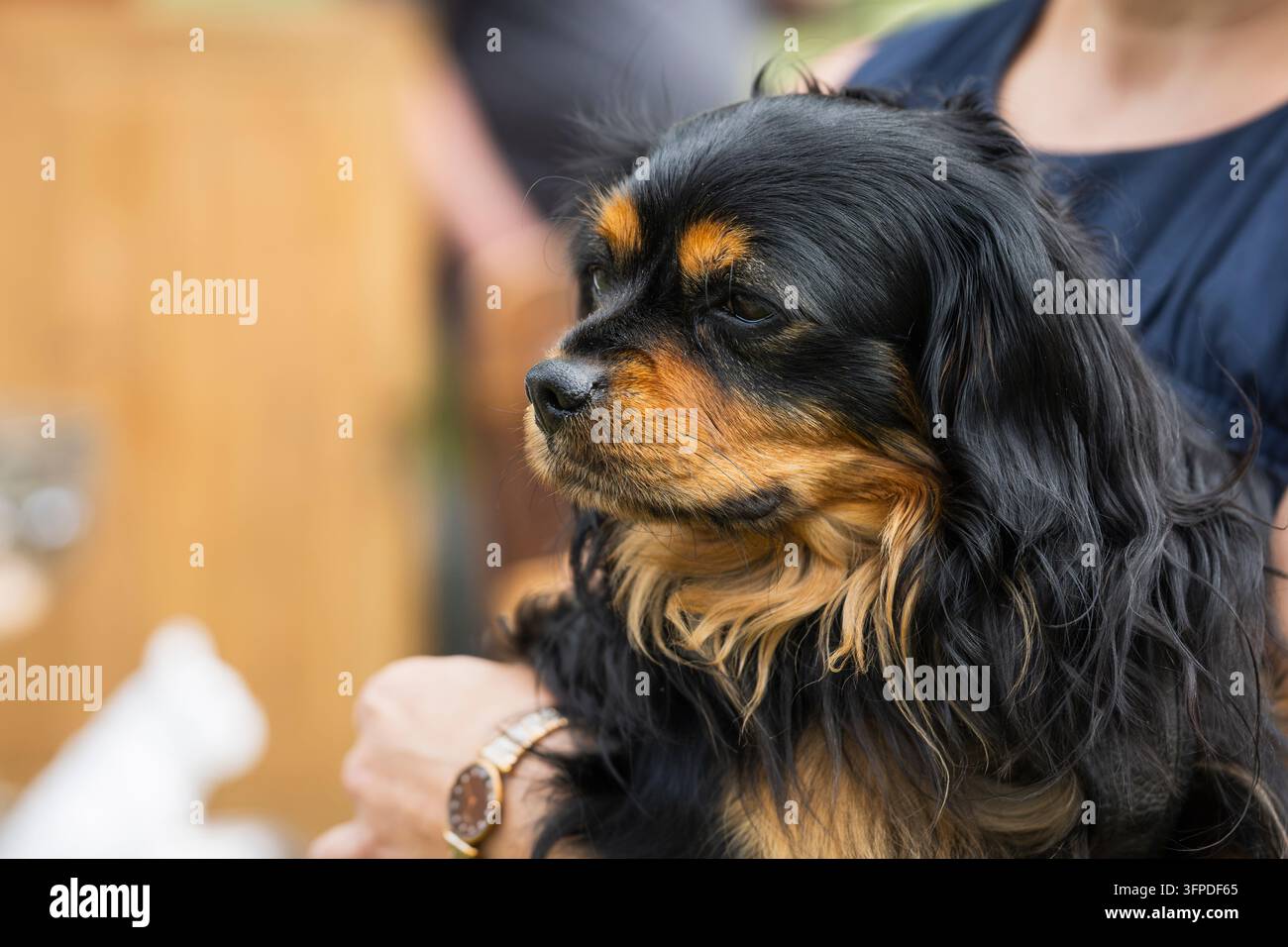 Cavalier King Charles Spaniel nero e fulvo con un mantello lungo e setoso, occhi scuri espressivi e marcature fulve distintive Foto Stock