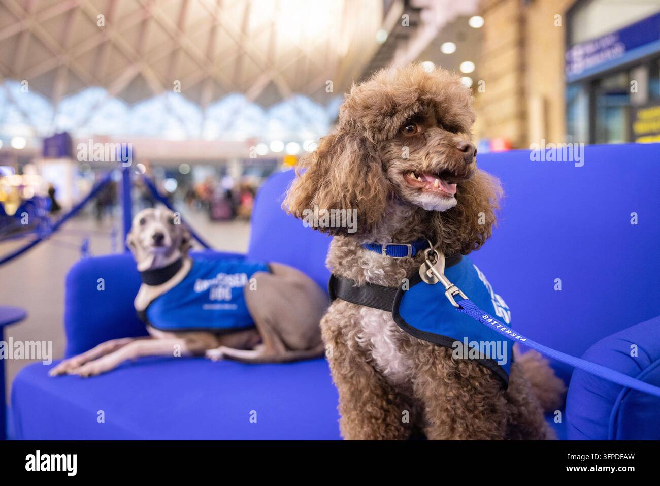 UTILIZZO EDITORIALE SOLO Cani da salvataggio Ragu, un levriero italiano, e Peggy, un barboncino, del Battersea Dogs & Cats Home, incontrano i pendolari alla Stazione di King’s Cross a Londra, mentre l’associazione di beneficenza mette in evidenza l’impatto sul benessere che la proprietà di animali domestici può avere. Data della foto: mercoledì 7 ottobre 2026. Foto Stock