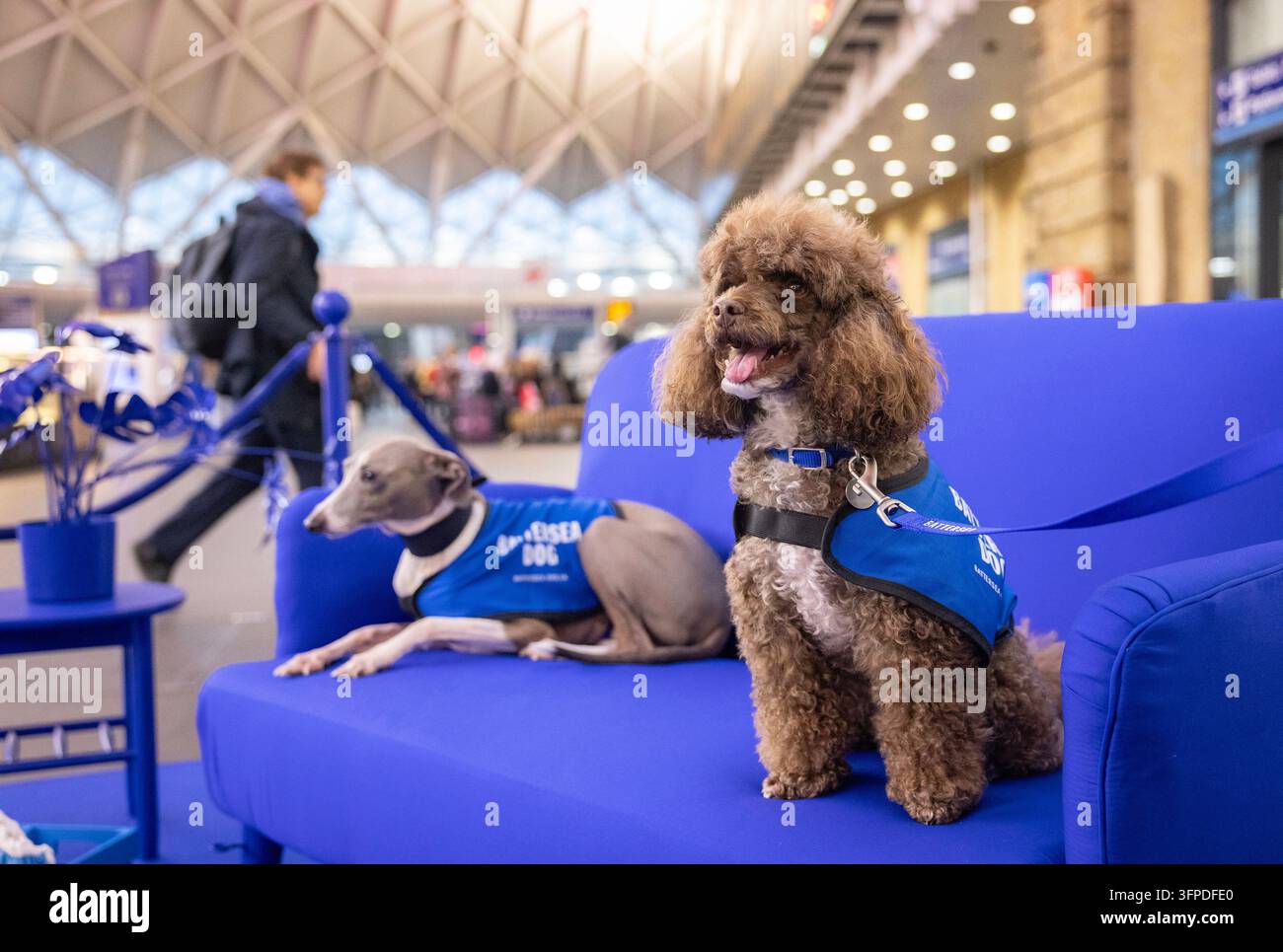UTILIZZO EDITORIALE SOLO Cani da salvataggio Ragu, un levriero italiano, e Peggy, un barboncino, del Battersea Dogs & Cats Home, incontrano i pendolari alla Stazione di King’s Cross a Londra, mentre l’associazione di beneficenza mette in evidenza l’impatto sul benessere che la proprietà di animali domestici può avere. Data della foto: mercoledì 7 ottobre 2026. Foto Stock