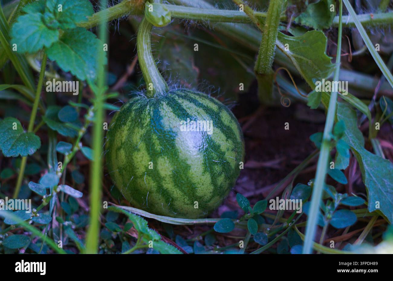 Ora un'anguria in crescita, una piccola anguria Foto Stock