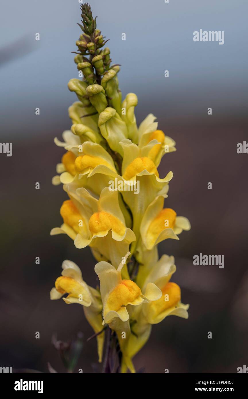 Toadflax comune Foto Stock
