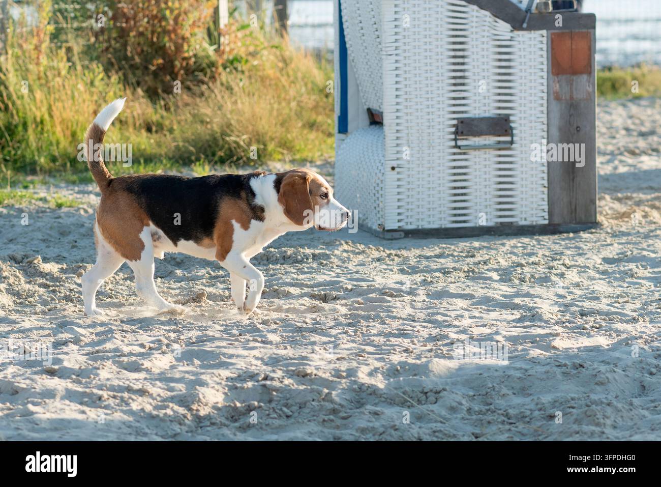 Un Beagle sulla spiaggia per cani di Norddeich Foto Stock