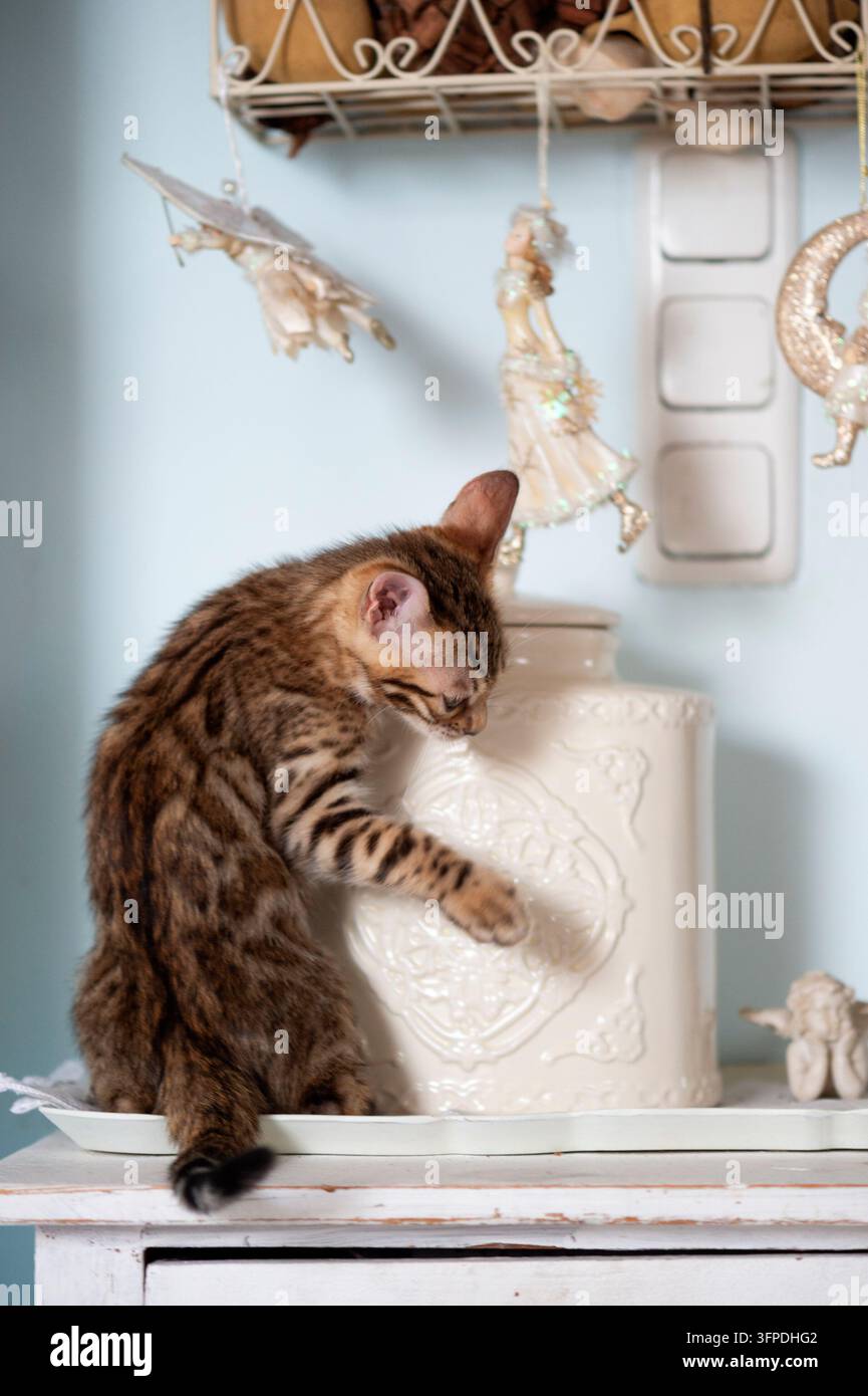 Un gattino Bengal giocoso a casa Foto Stock