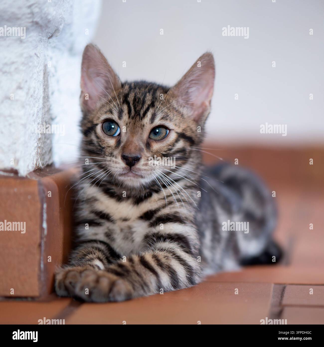 Grazioso gattino Bengal a casa Foto Stock