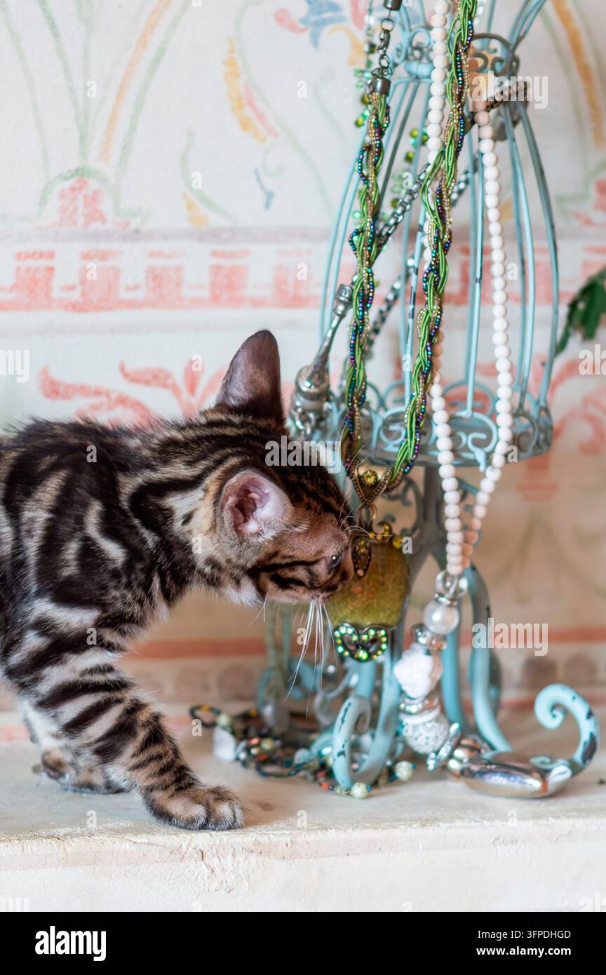 Un gattino Bengal curioso a casa Foto Stock